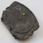 RBNr-IMG_6373